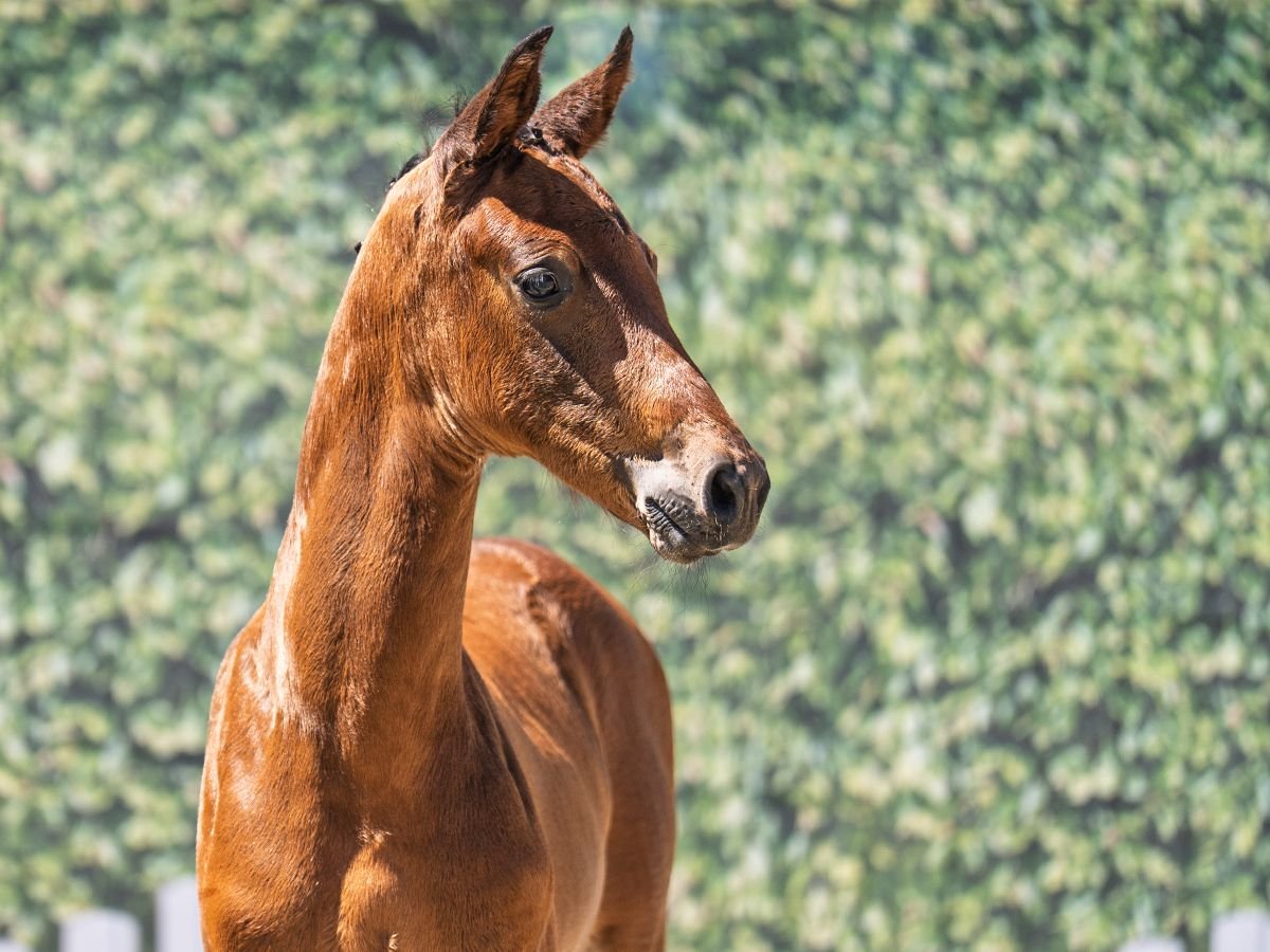 Westphalian Stallion  Brown in M&#xFC;nster Handorf