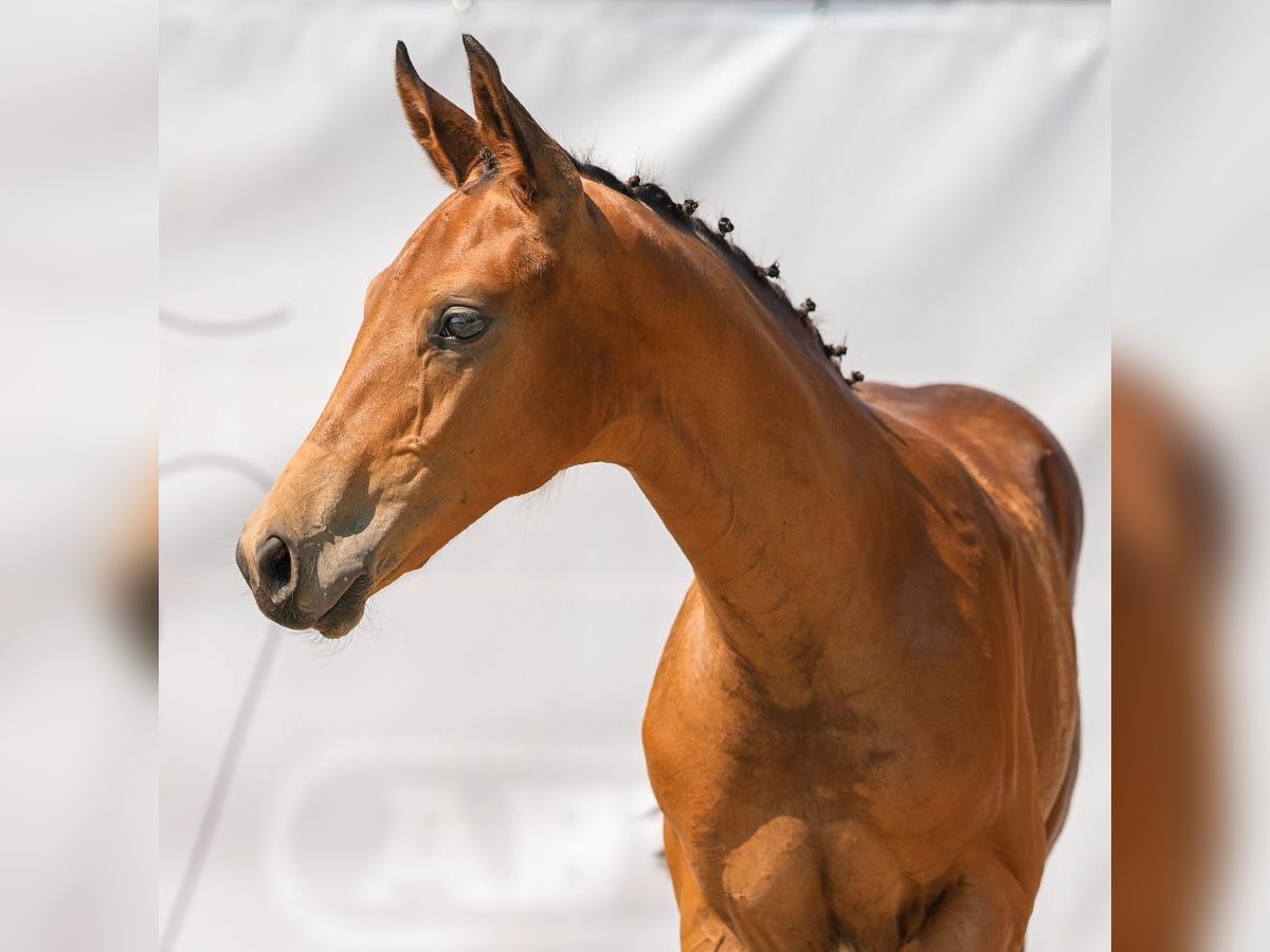 Westphalian Stallion Foal (05/2024) Brown in Münster-Handorf