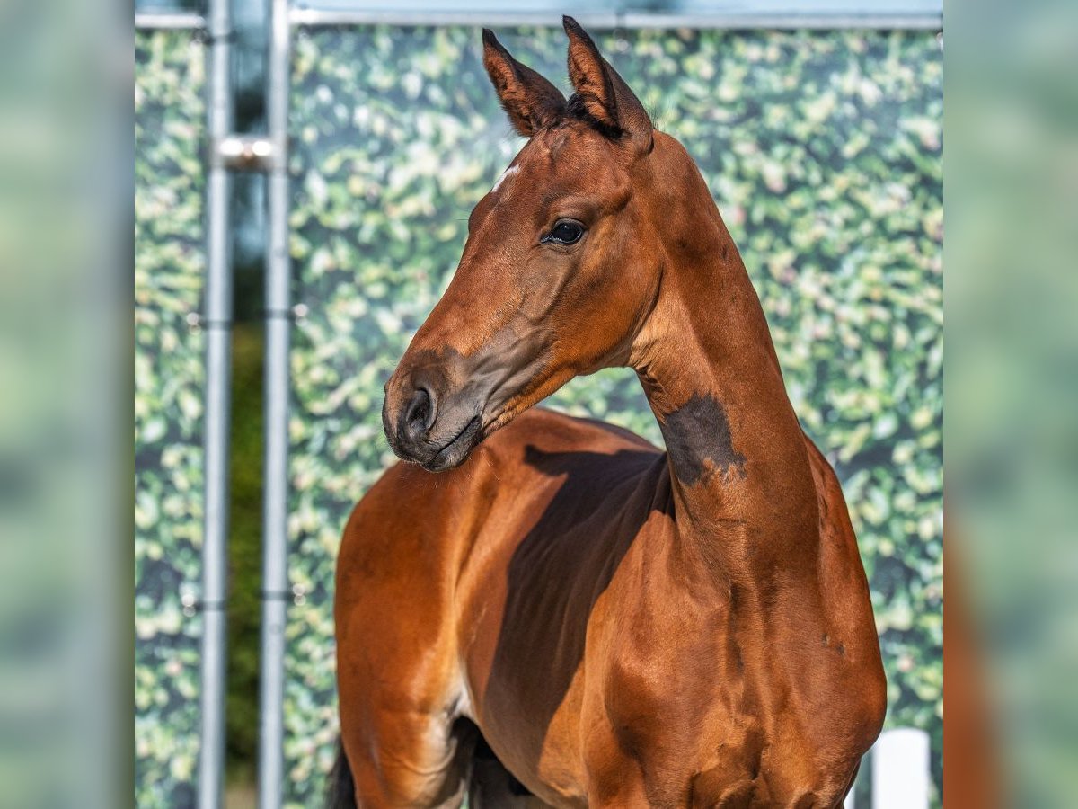 Westphalian Stallion Foal (06/2025) Brown in M&#xFC;nster-Handorf
