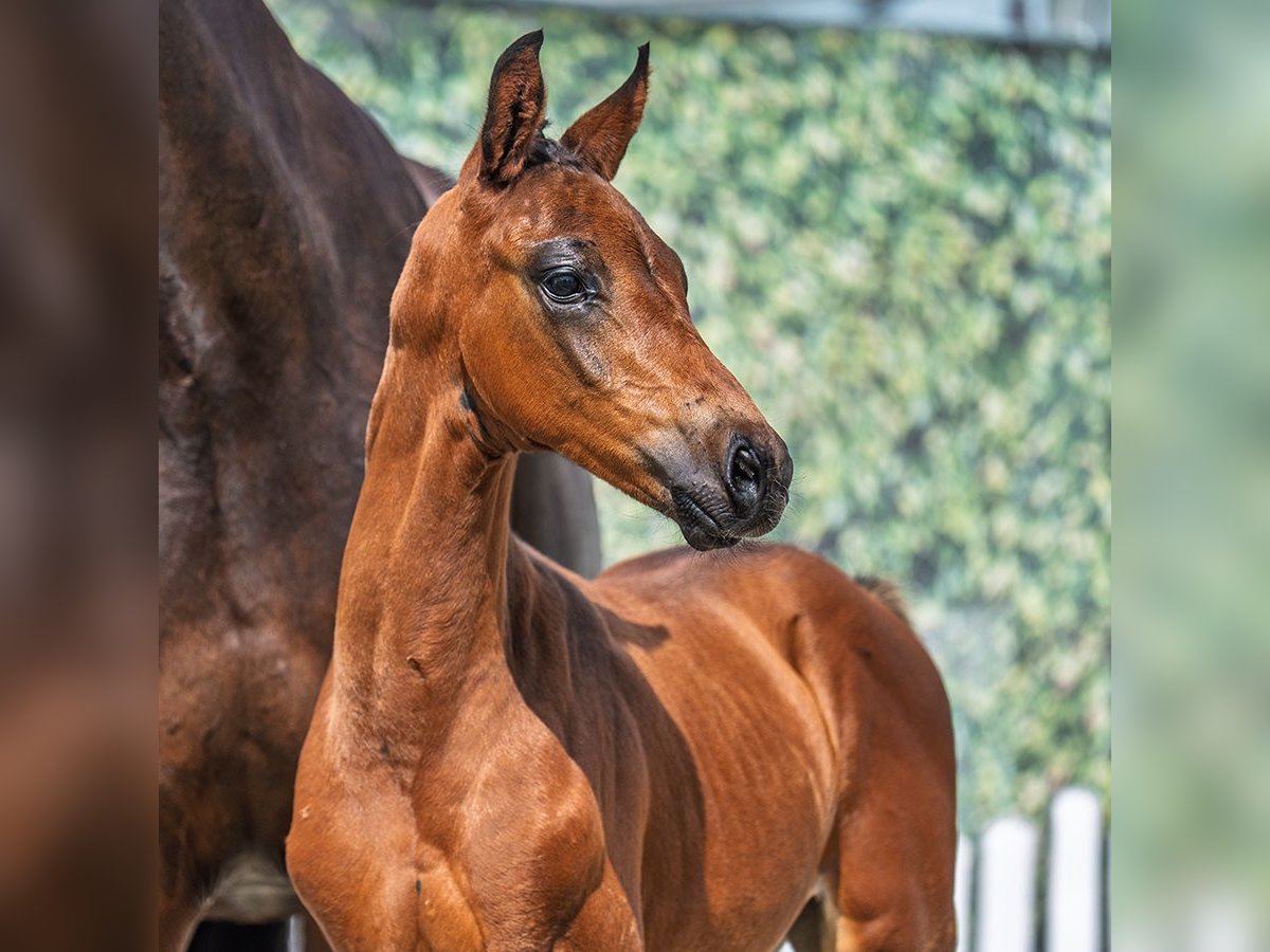 Westphalian Stallion Foal (06/2025) Brown in M&#xFC;nster-Handorf