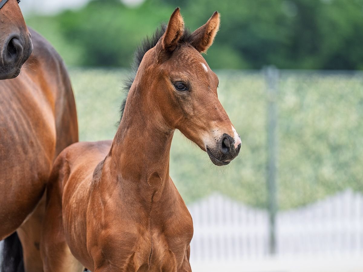 Westphalian Stallion  Brown in M&#xFC;nster Handorf