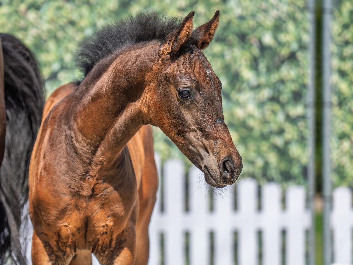 Westphalian Stallion  Brown in M&#xFC;nster Handorf