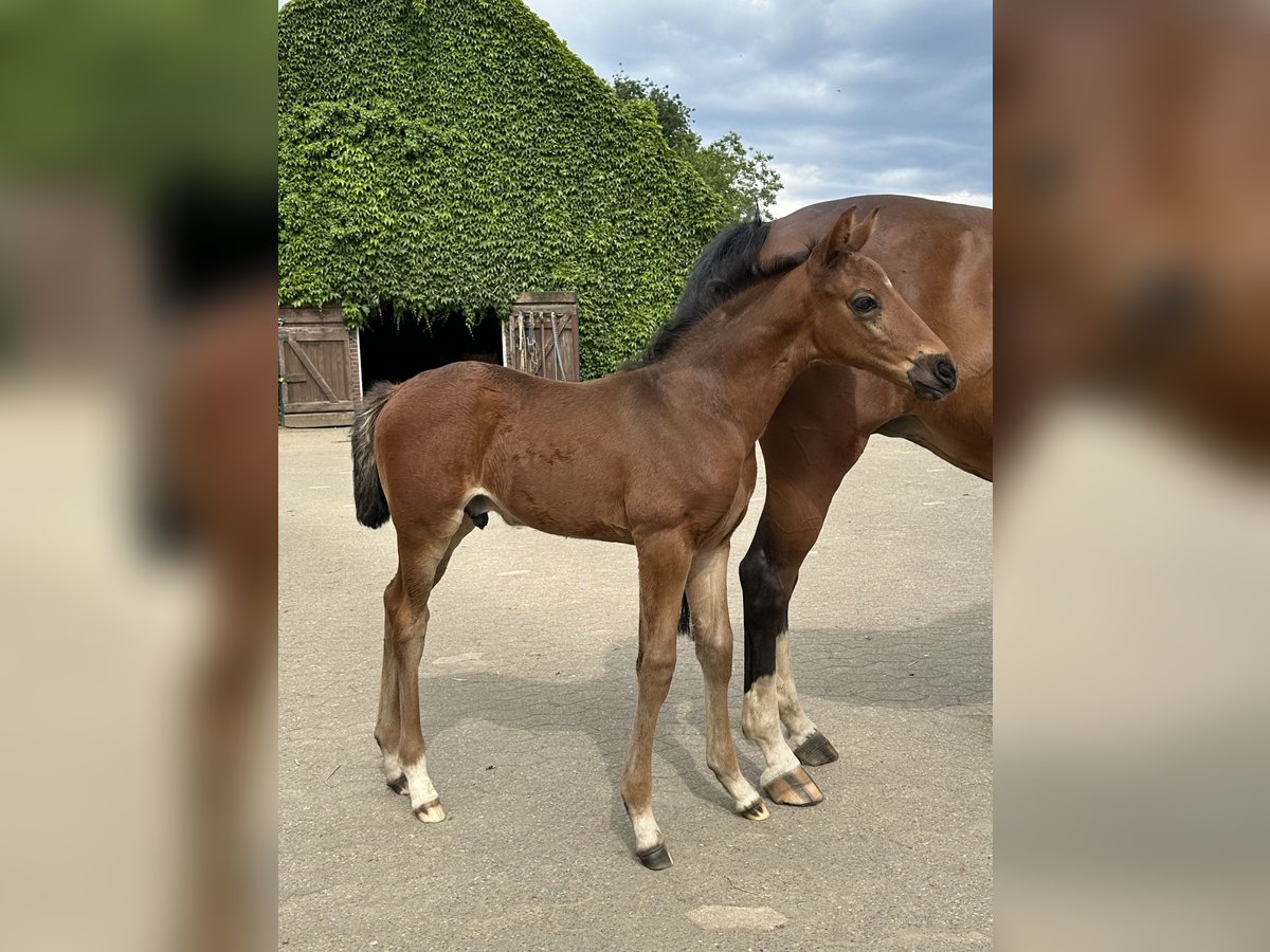 Westphalian Stallion Foal (05/2024) Brown in Rees