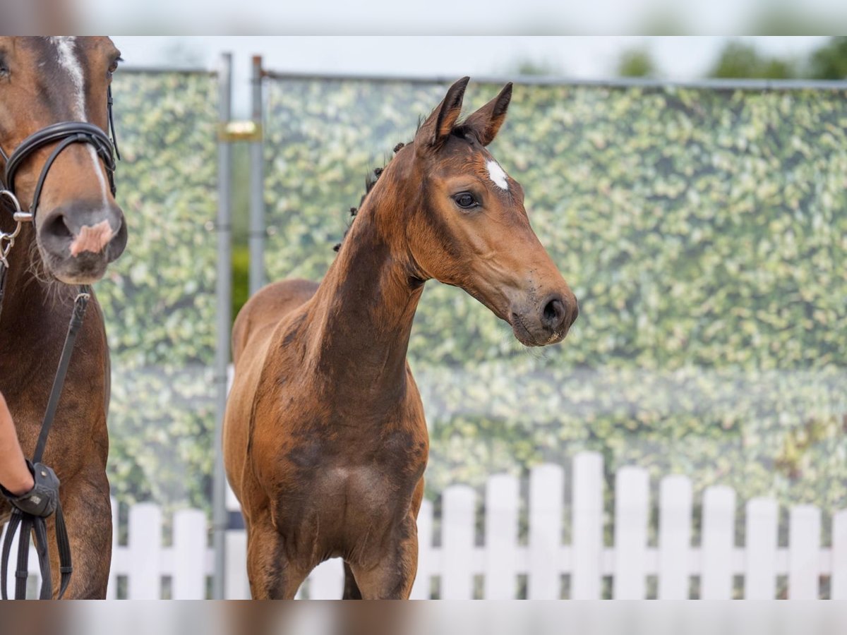 Westphalian Stallion Foal (05/2025) Brown in Gladbeck