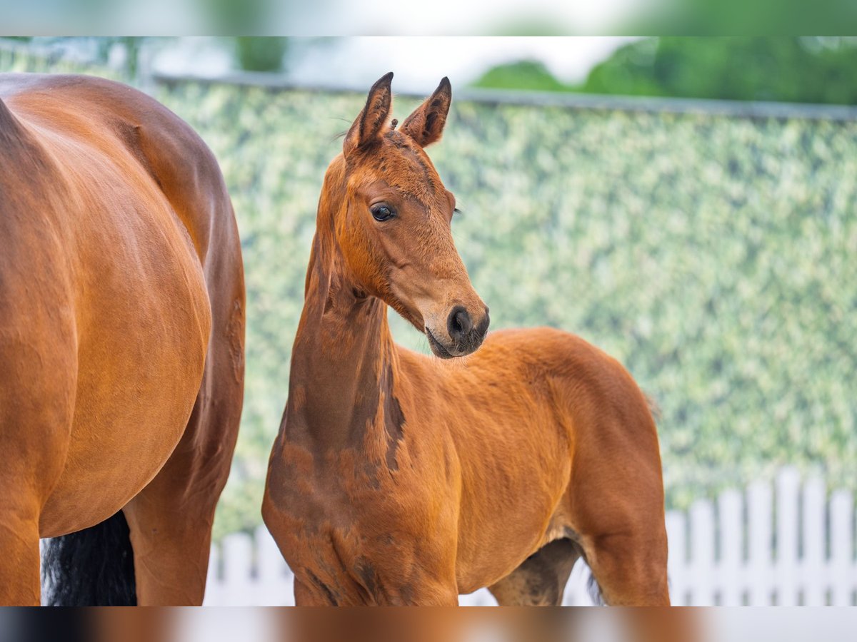 Westphalian Stallion  Brown in Soest