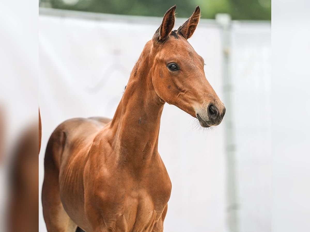 Westphalian Stallion Foal (06/2024) Brown in Suhlendorf