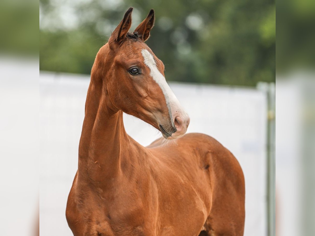 Westphalian Stallion Foal (05/2024) Brown in Warendorf