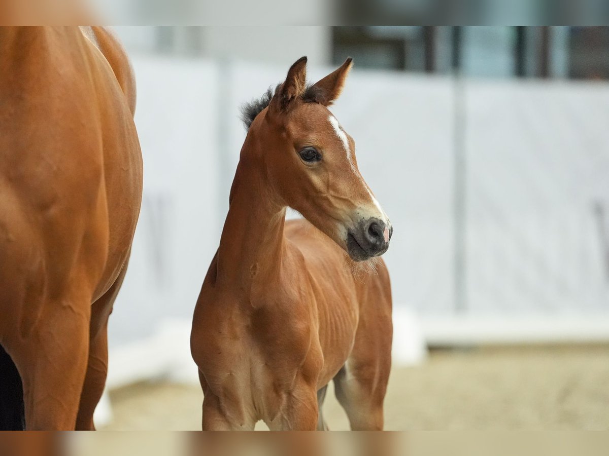 Westphalian Stallion Foal (06/2024) Brown in Ascheberg