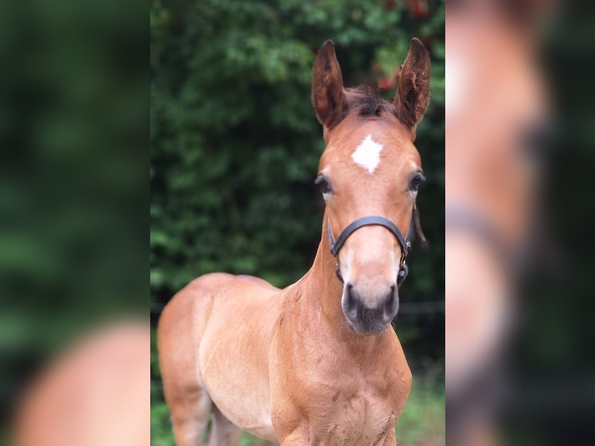 Westphalian Stallion Foal (06/2025) Brown in Kamen