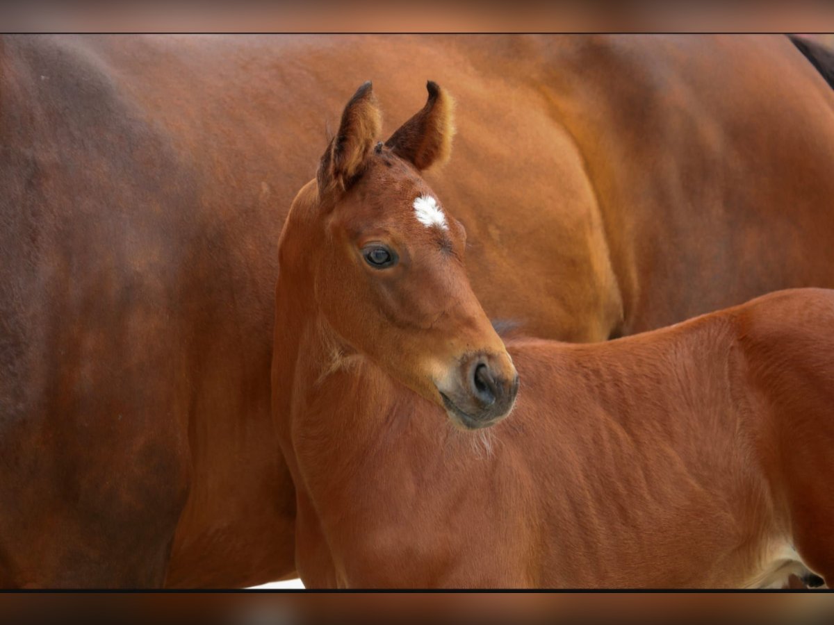 Westphalian Stallion Foal (06/2025) Brown in Laar
