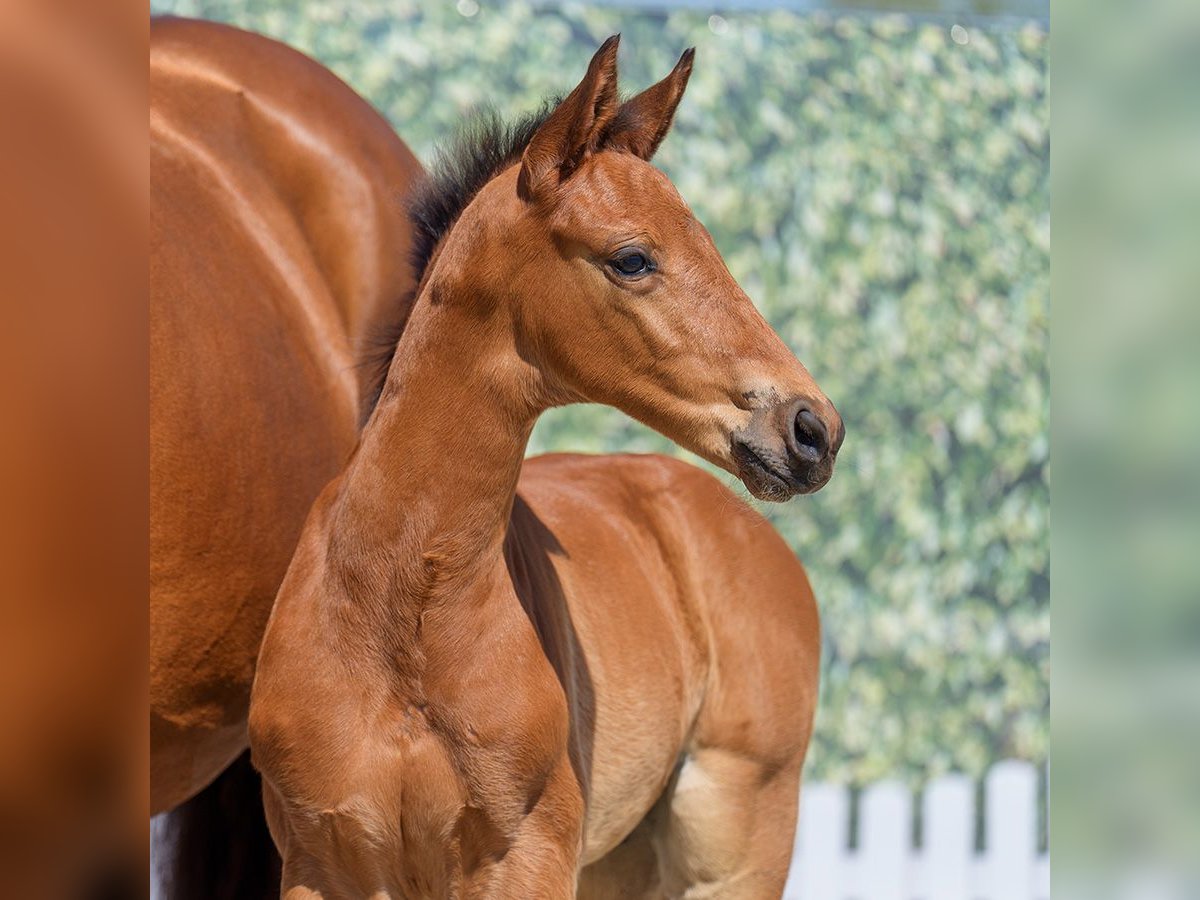Westphalian Stallion  Brown in Mnster-Handorf