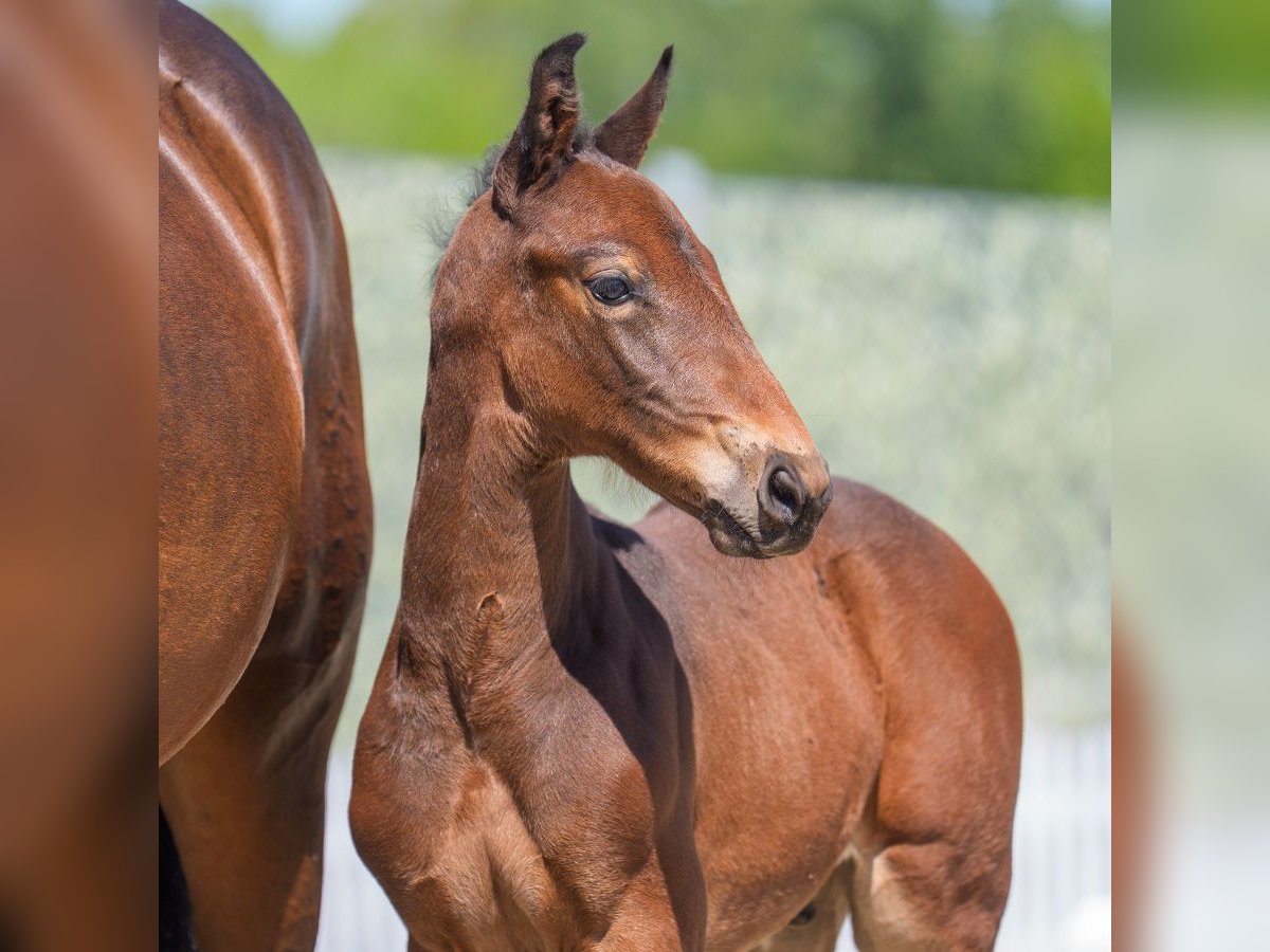Westphalian Stallion  Brown in Mnster-Handorf