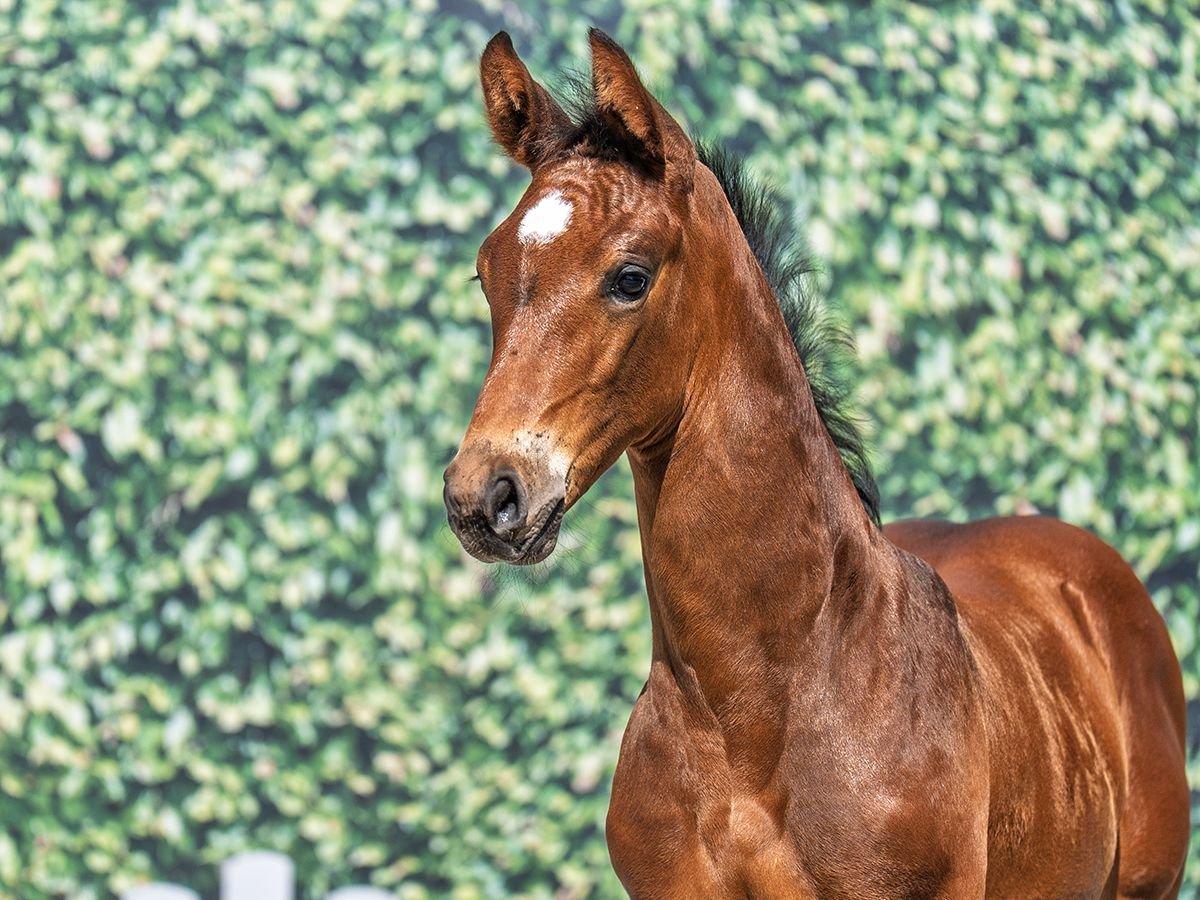 Westphalian Stallion  Brown in M&#xFC;nster Handorf
