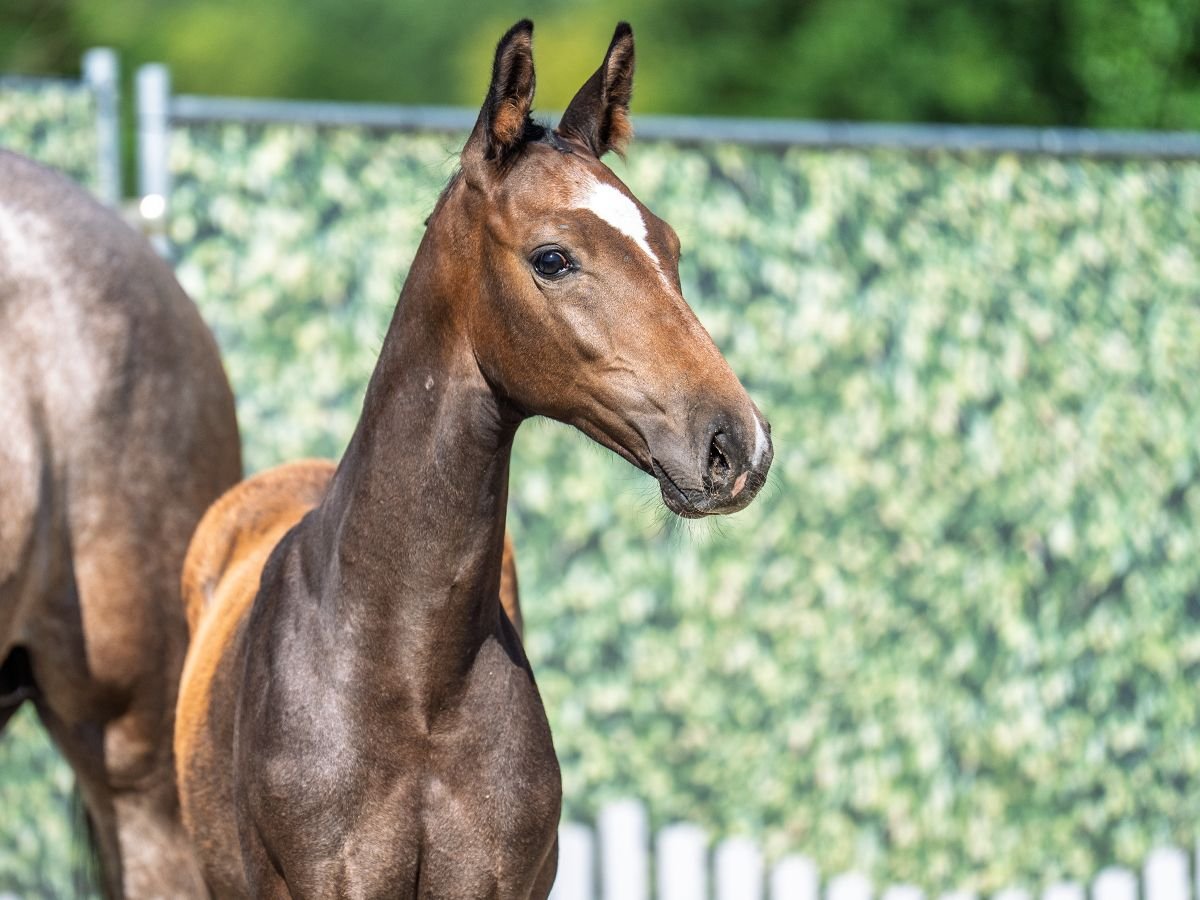 Westphalian Stallion  Brown in M&#xFC;nster Handorf