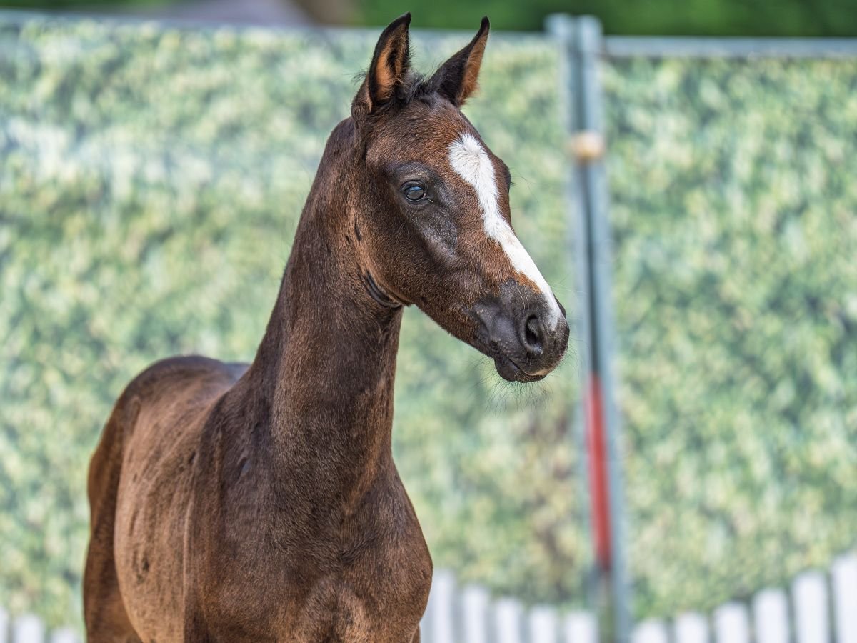 Westphalian Stallion  Brown in M&#xFC;nster Handorf