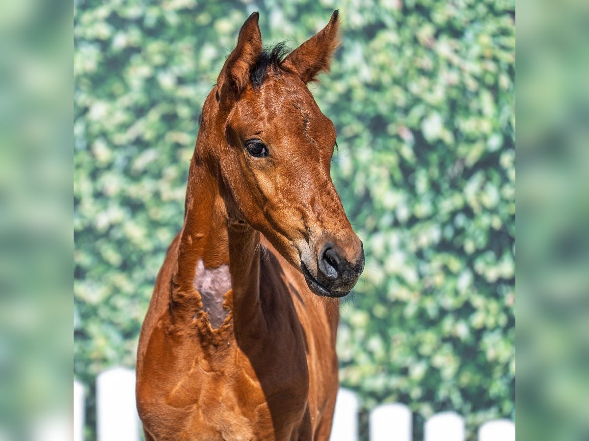 Westphalian Stallion Foal (06/2025) Brown in M&#xFC;nster-Handorf