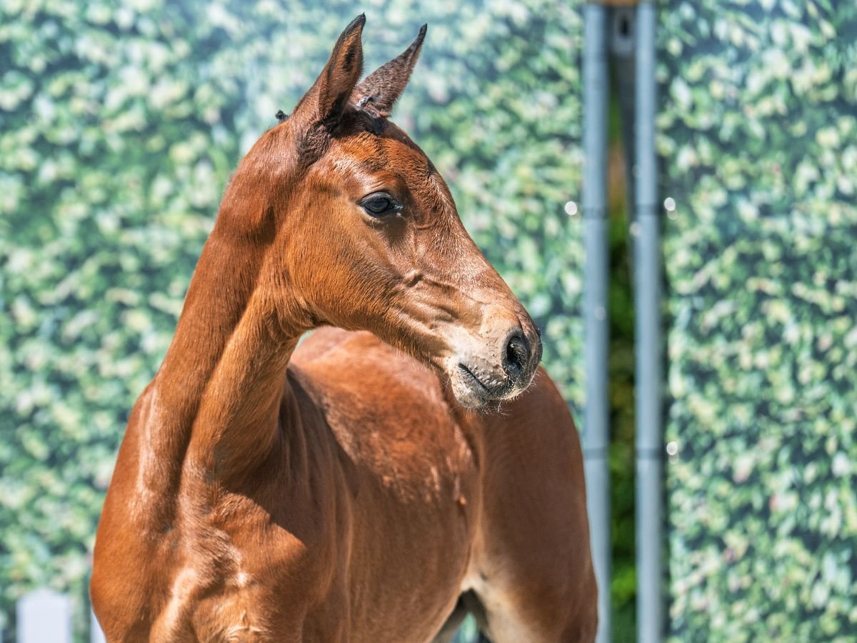 Westphalian Stallion  Brown in M&#xFC;nster Handorf