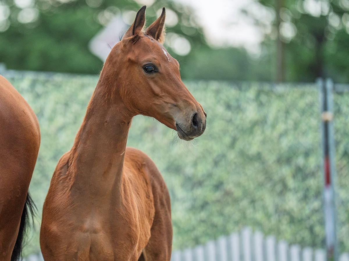Westphalian Stallion  Brown in M&#xFC;nster Handorf
