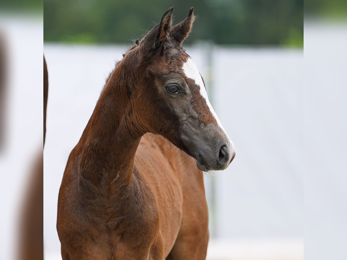 Westphalian Stallion Foal (06/2024) Brown in Münster-Handorf