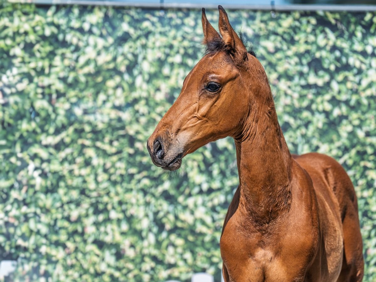 Westphalian Stallion  Brown in M&#xFC;nster Handorf