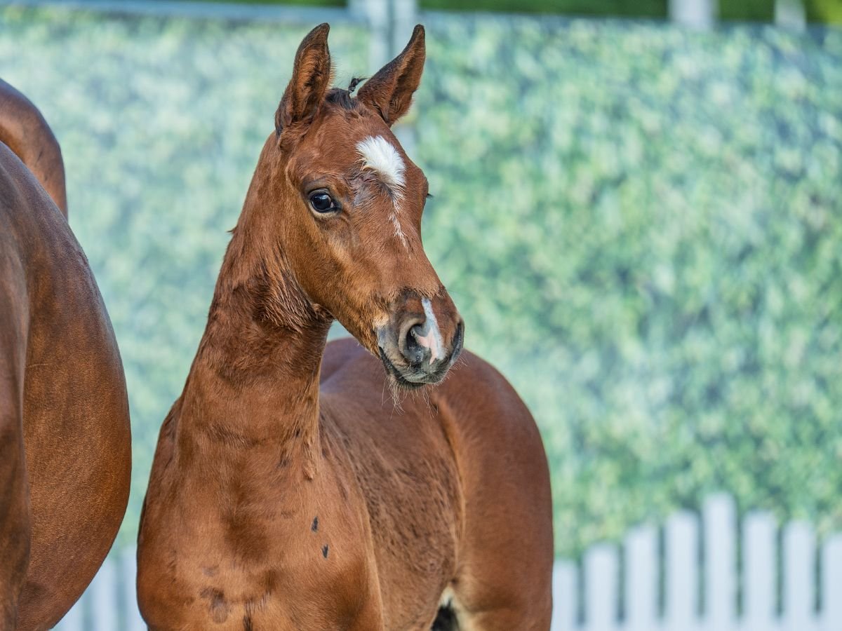 Westphalian Stallion  Brown in M&#xFC;nster Handorf