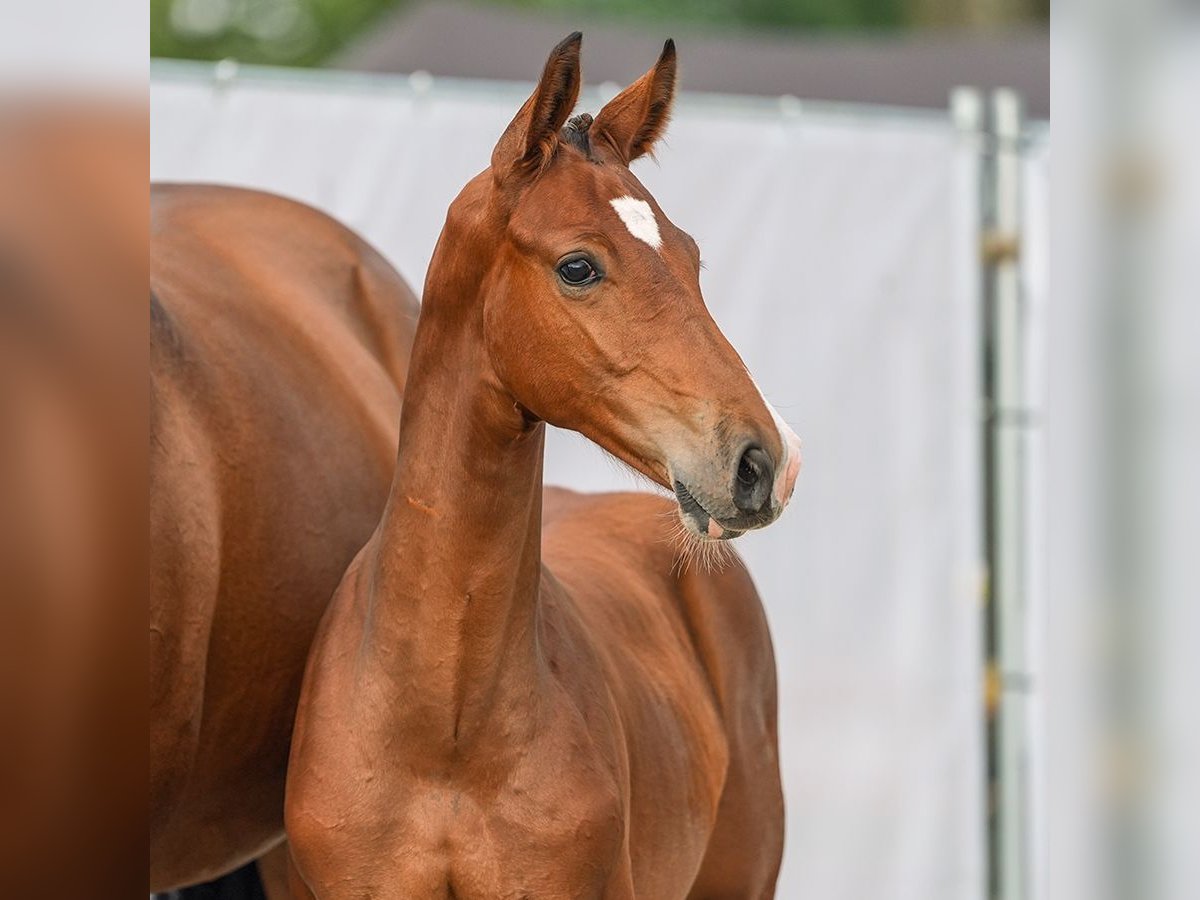 Westphalian Stallion Foal (04/2024) Brown in Münster-Handorf