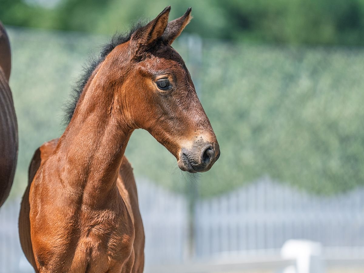 Westphalian Stallion  Brown in M&#xFC;nster Handorf