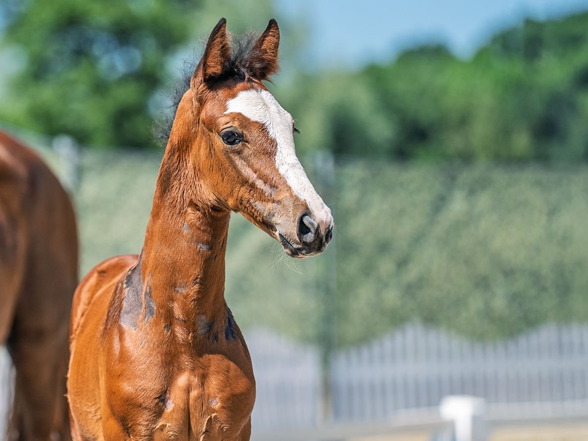 Westphalian Stallion  Brown in M&#xFC;nster Handorf
