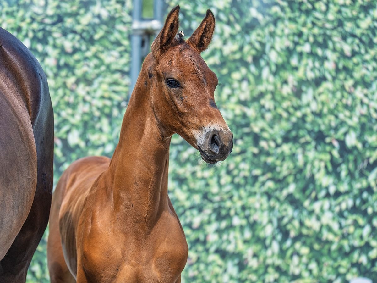 Westphalian Stallion  Brown in M&#xFC;nster Handorf