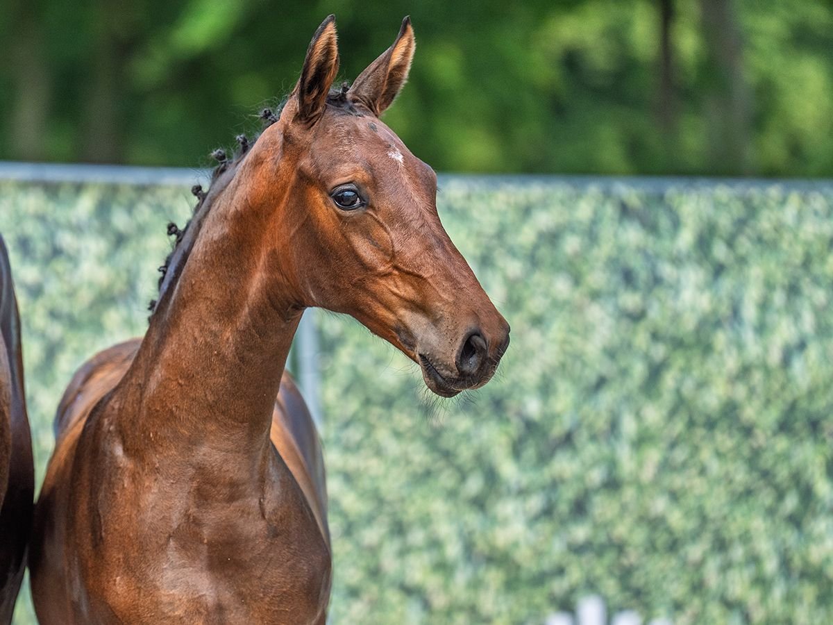 Westphalian Stallion  Brown in M&#xFC;nster Handorf