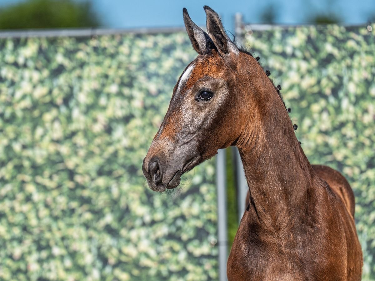 Westphalian Stallion  Brown in M&#xFC;nster Handorf