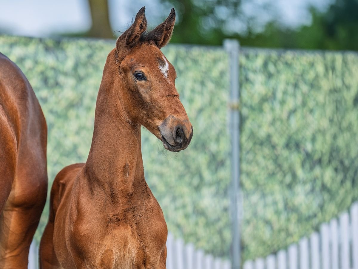 Westphalian Stallion  Brown in M&#xFC;nster Handorf