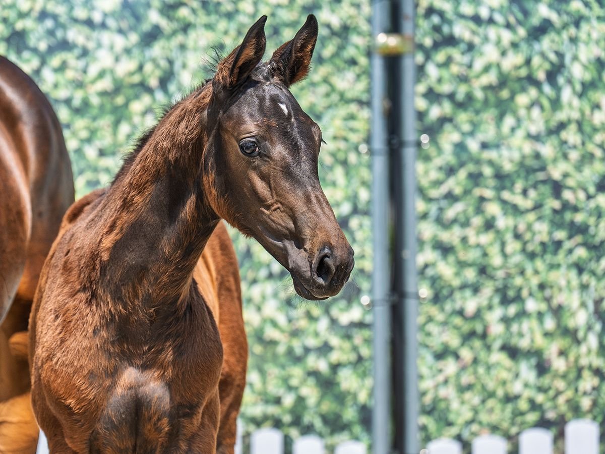 Westphalian Stallion  Brown in M&#xFC;nster Handorf
