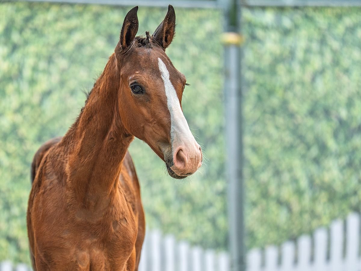 Westphalian Stallion  Brown in M&#xFC;nster Handorf