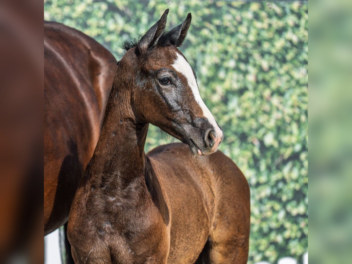 Westphalian Stallion Foal (05/2025) Brown in M&#xFC;nster-Handorf