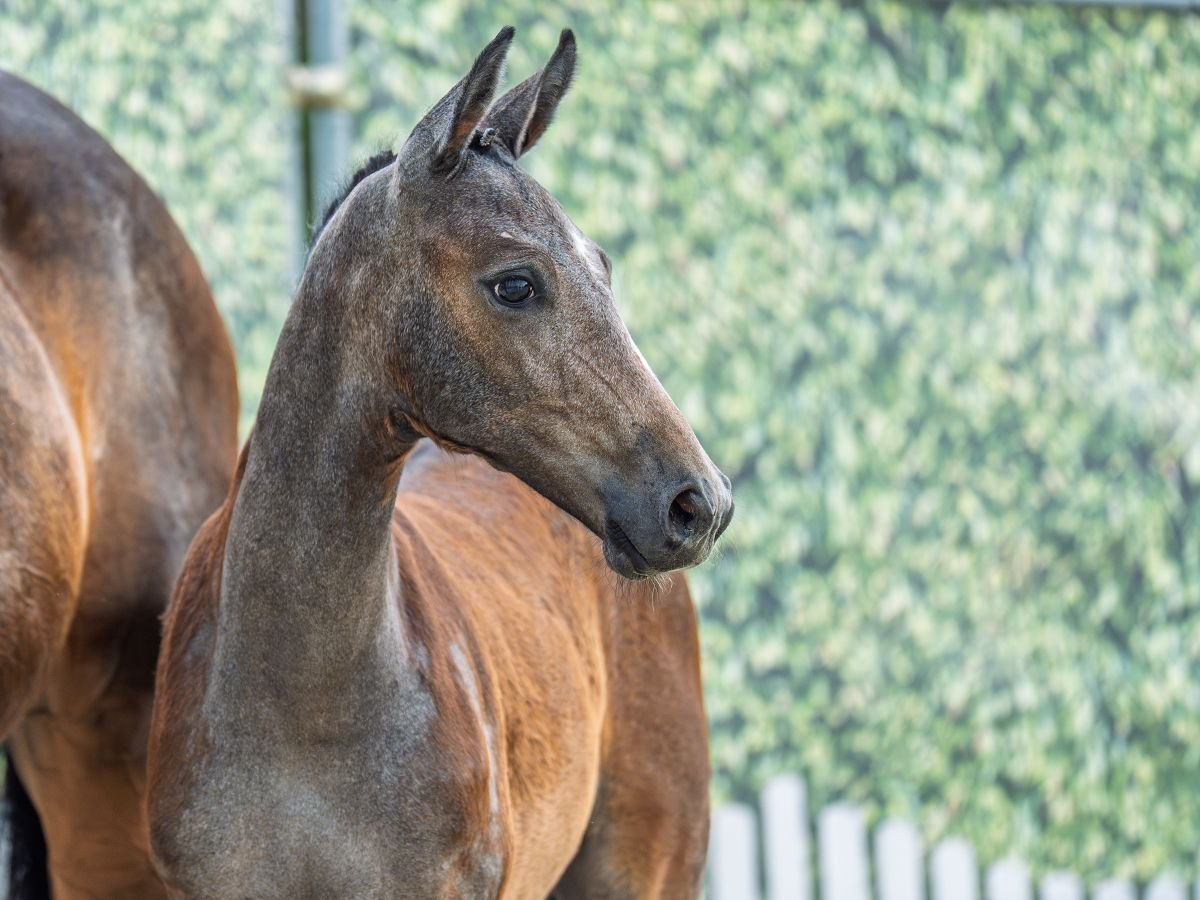 Westphalian Stallion  Brown in M&#xFC;nster Handorf