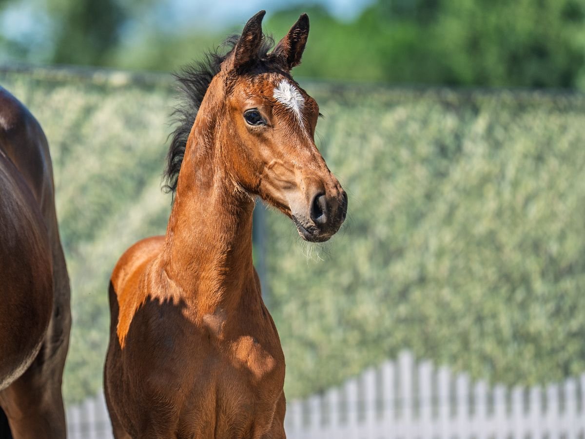 Westphalian Stallion  Brown in M&#xFC;nster Handorf