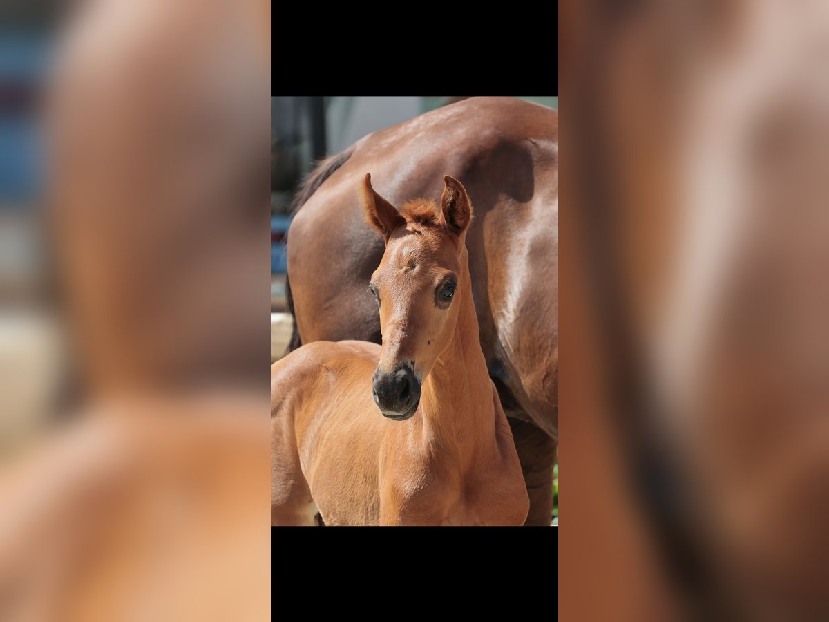 Westphalian Stallion Foal (05/2025) Chestnut in Telgte