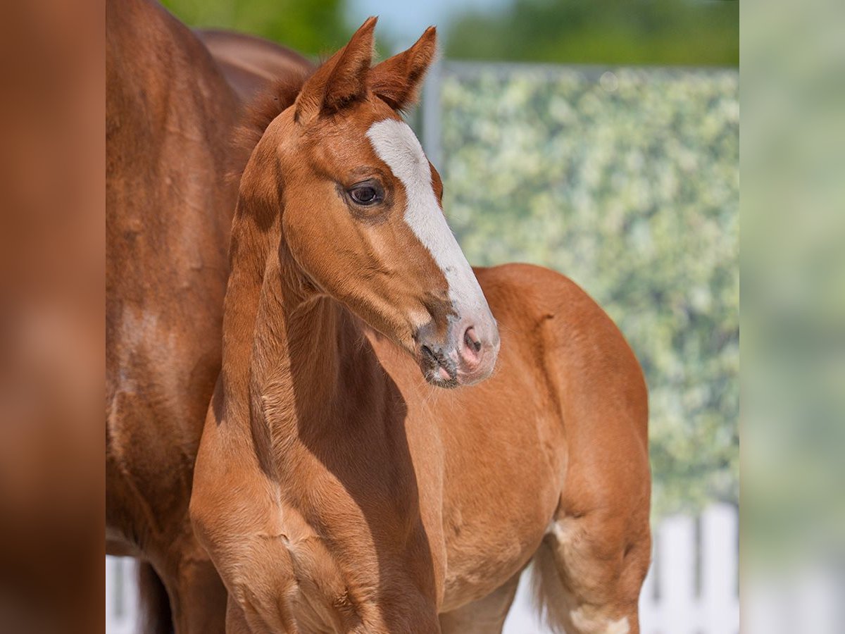 Westphalian Stallion  Chestnut in Mnster-Handorf