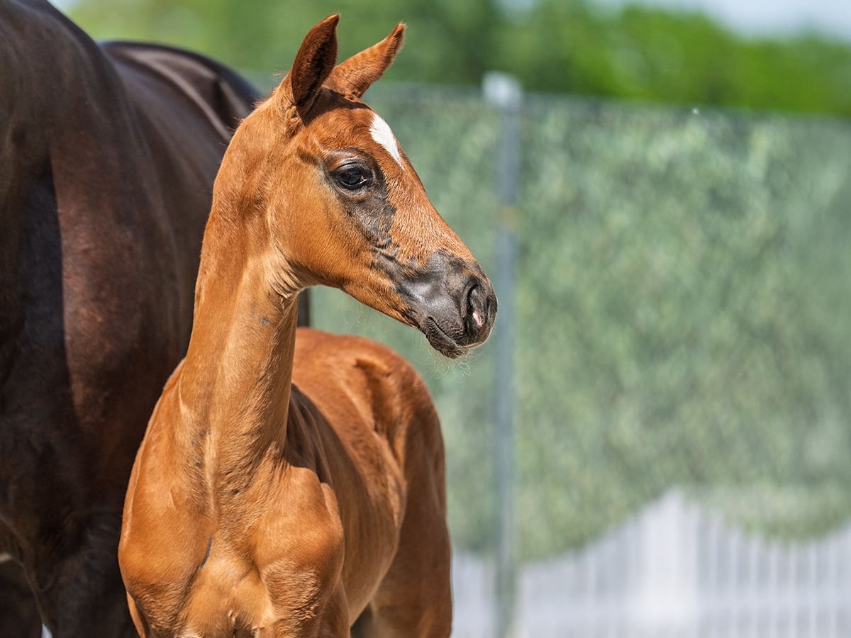 Westphalian Stallion  Chestnut in M&#xFC;nster Handorf