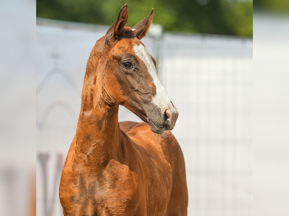 Westphalian Stallion Foal (06/2024) Chestnut in Münster-Handorf