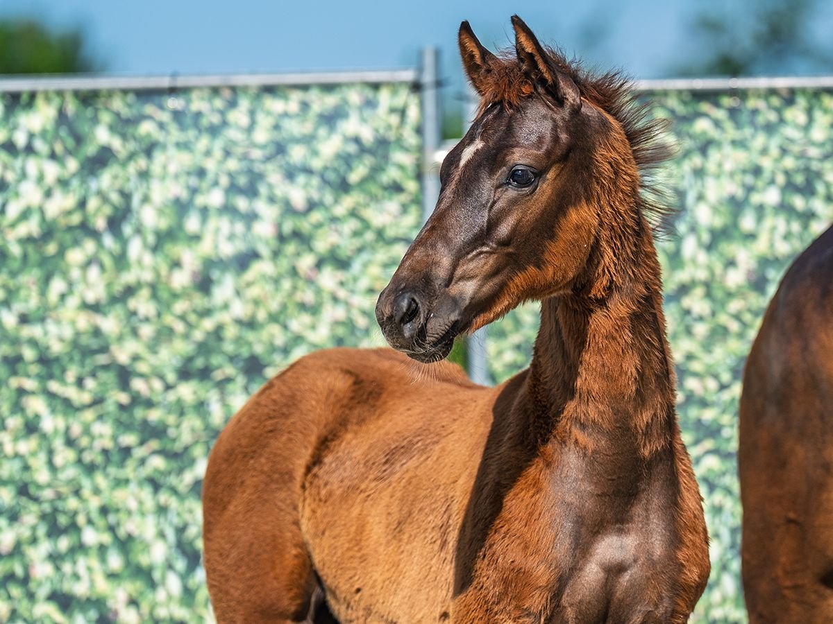Westphalian Stallion  Chestnut in M&#xFC;nster Handorf