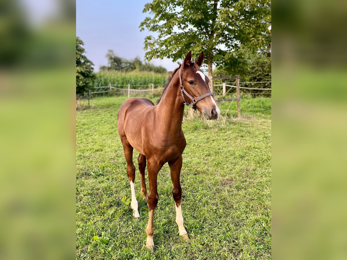 Westphalian Stallion Foal (05/2024) Chestnut in Ennigerloh