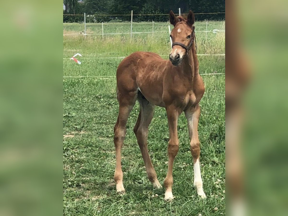 Westphalian Stallion  Chestnut in Minden