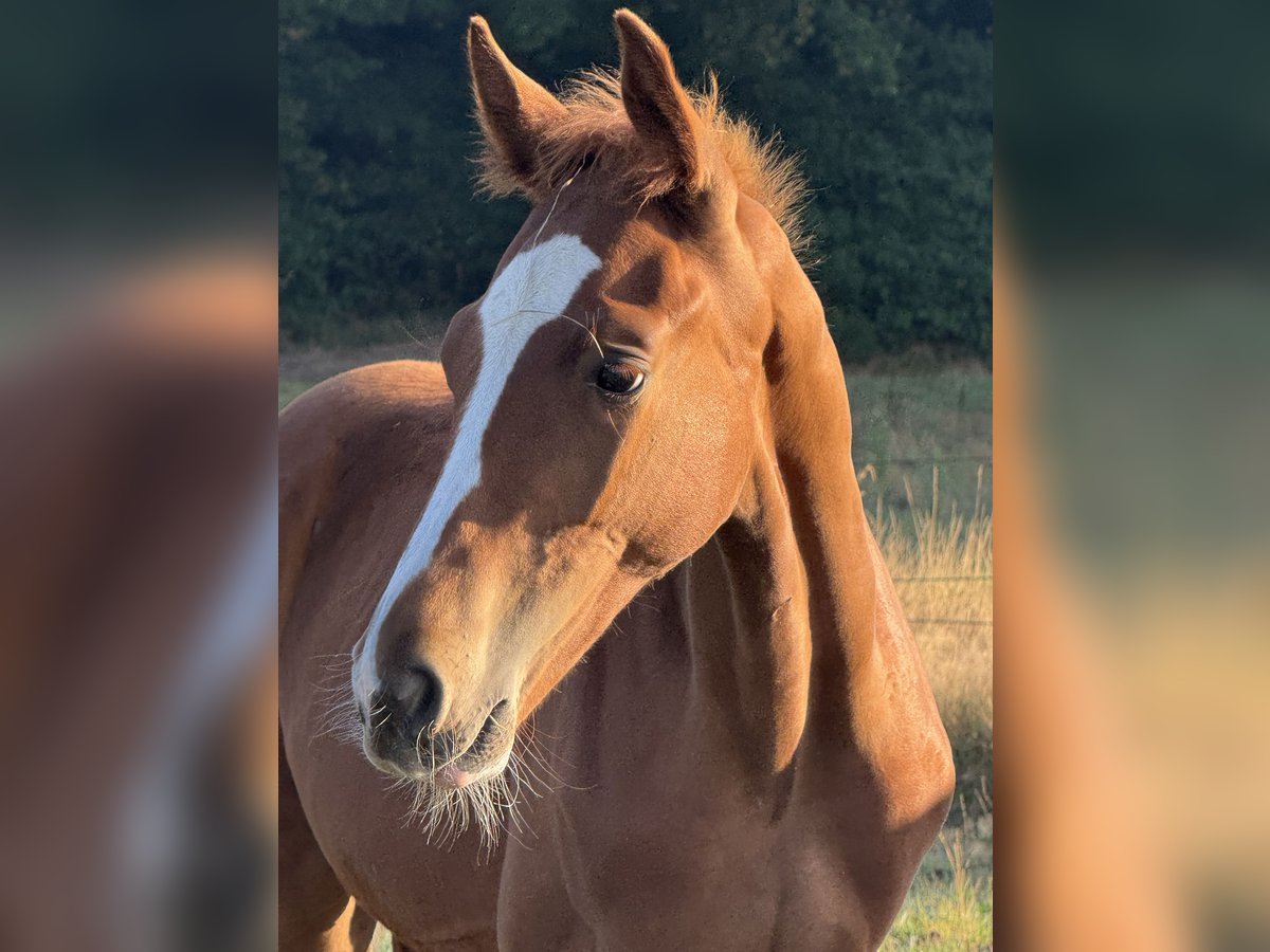 Westphalian Stallion Foal (04/2025) Chestnut in Wesel