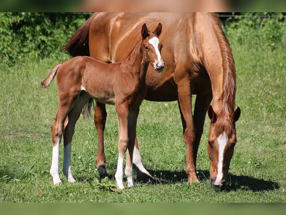 Westphalian Stallion Foal (04/2025) Chestnut in Wesel