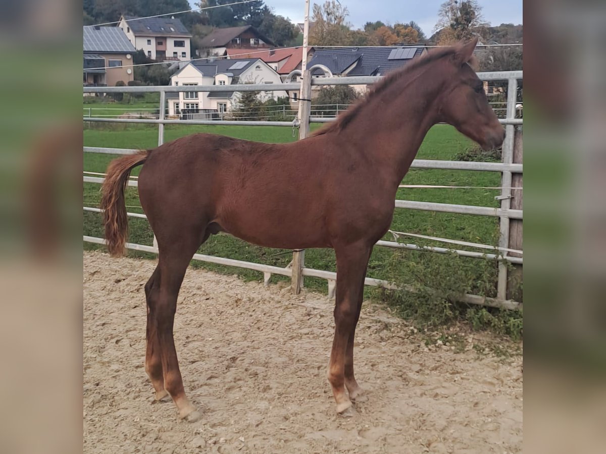 Westphalian Stallion Foal (06/2024) Chestnut-Red in Borchen