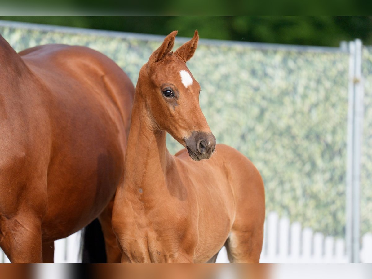 Westphalian Stallion  Chestnut-Red in Brakel