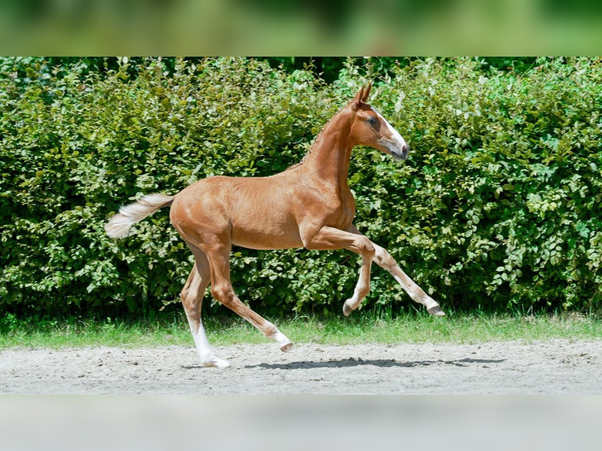 Westphalian Stallion Foal (01/2024) Chestnut-Red in Mönchengladbach