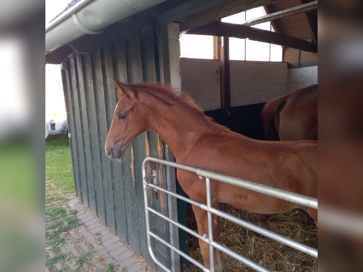 Westphalian Stallion Foal (05/2025) Chestnut-Red in Dortmund